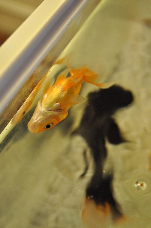 A goldfish that can't stay upright and drifts against the glass: a fish in serious trouble.