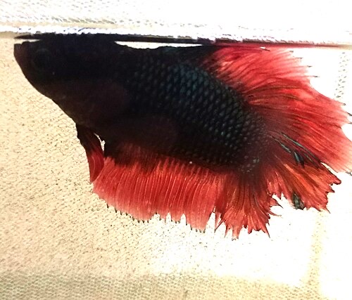 A betta resting at the surface while its damaged fins heal. Calm, clean water gives sick fish the best chance.