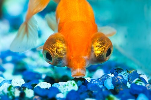 A goldfish picking sinking pellets off the gravel, the way bottom-feeding fish eat.