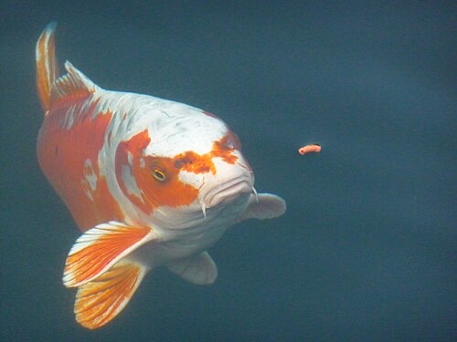A koi coming up for a pellet. Surface feeders take food at the top; others wait lower down.
