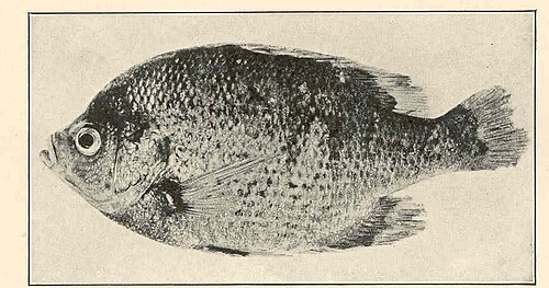 Bluegill with bacterial fin rot (1923 study): the tail and fin edges are ragged and worn away.