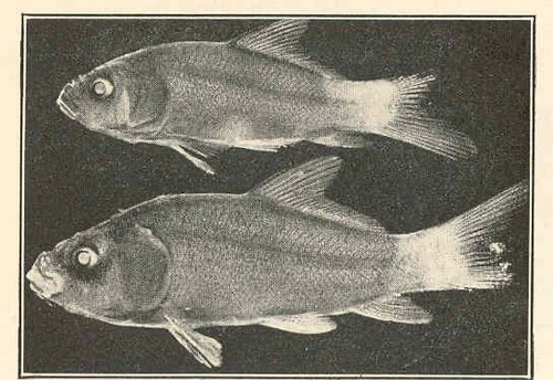 Young fish with badly rotted tails (1923 study): the tail fins are frayed and shortened.