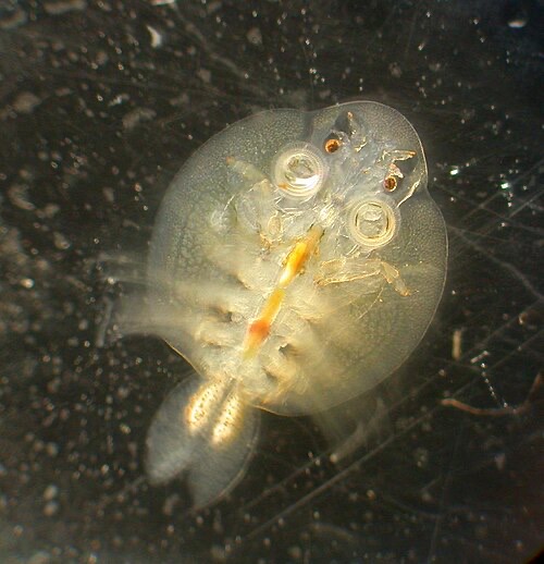 Close-up of a fish louse: round, flat body and two suction cups it uses to grip the fish.