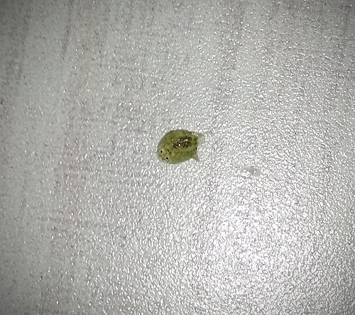 A fish louse picked off a pet goldfish: about the size of a lentil, easy to see by eye.