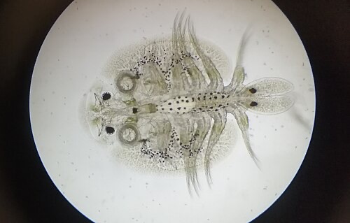 Microscope view of a fish louse taken from a pet catfish: suckers, legs and eyes visible.