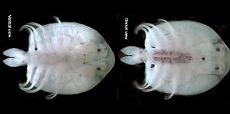 Japanese fish louse seen from below and above (USGS specimen photo).