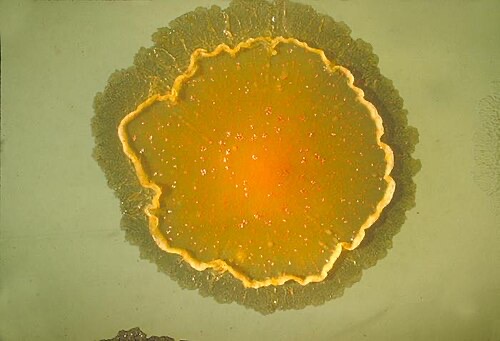 Lab culture of Mycobacterium marinum, the fish TB germ, grown on a plate (not a fish photo).