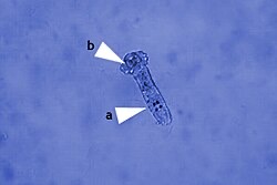Microscope image of a gill fluke: eyespots (a) and the hooked attachment disc (b).
