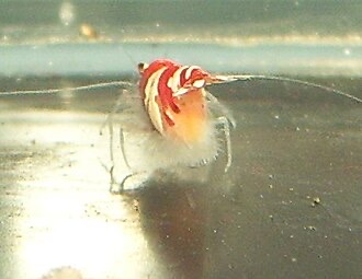 A shrimp carrying eggs that have gone fuzzy and white with fungus.