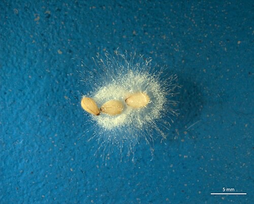 Saprolegnia growing on seeds in water: the same cotton-wool threads you see on dead eggs.