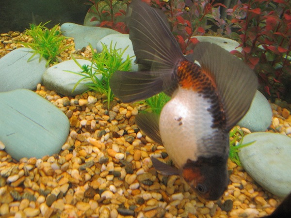 Black patches on a goldfish's fins and head. Often normal colour change, but can also follow ammonia burns.