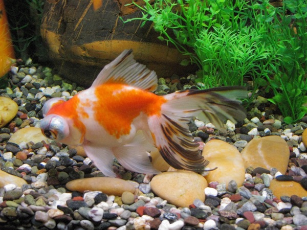 Orange, white and black goldfish: black areas may come and go as the fish grows.