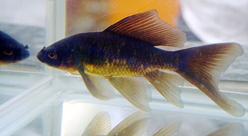 A black comet goldfish: young goldfish often start dark and turn orange later.