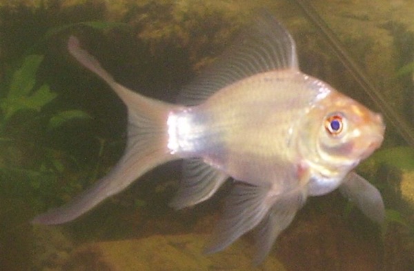 A white comet goldfish. Some goldfish slowly lose their orange as they age.