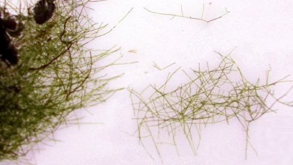 Hair algae (Cladophora) pulled out: masses of fine green threads that tangle around plants.