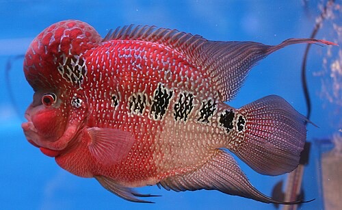 A flowerhorn: a man-made hybrid cichlid bred for its huge head hump and colours. It doesn't exist in nature.