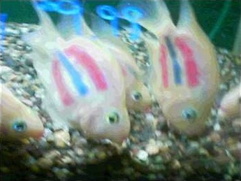 Blood parrots sold dyed with painted stripes: a cruel practice that comes with hybrid fish.