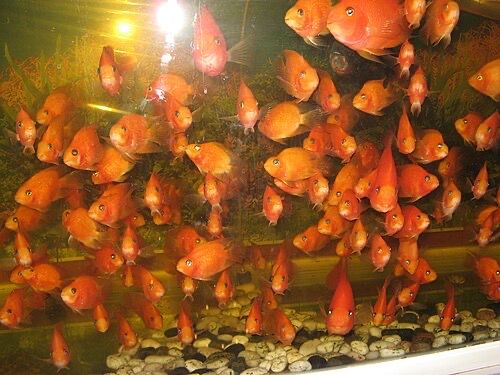 Mass-bred blood parrots crowded into a shop tank.