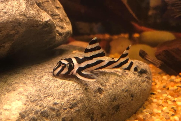 The pure species we protect: a captive-bred zebra pleco (Hypancistrus zebra), never crossed.