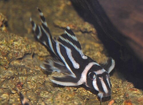 Juvenile zebra pleco (L046), a pure species endangered in the wild and worth keeping pure.