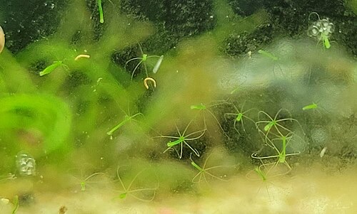 Green hydra in a freshwater aquarium: tiny stalks with thin tentacles stuck to plants and glass.