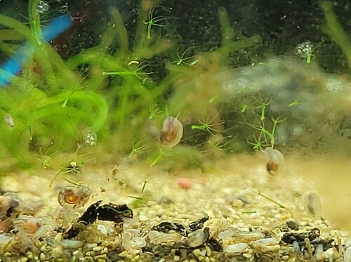 Many green hydra spread across plants and gravel in an aquarium.