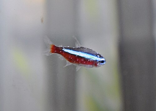 A cardinal tetra with ich: small white specks on the red body and the fins.