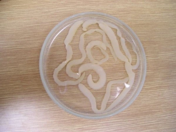 Ligula tapeworms taken out of a wild fish. Tapeworms can grow very long inside a fish's belly.