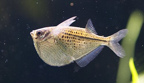 Hatchetfish have a deep keel-shaped chest and can leap well out of the water.