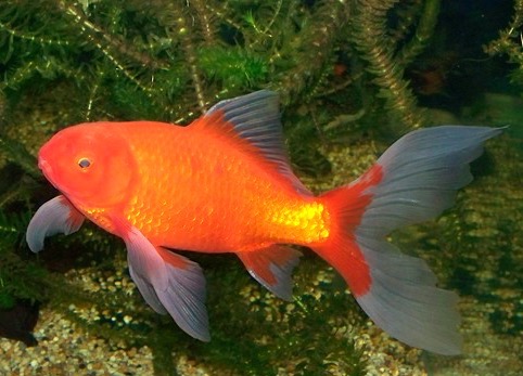 A full-grown comet goldfish. Goldfish often live 10 to 20 years, far longer than people expect.