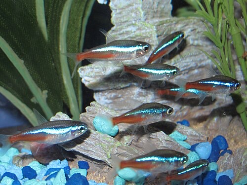 A school of neon tetras: small fish like these usually live around 5 years with good care.