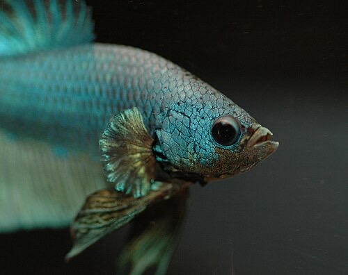 A male betta. Bettas typically live 3 to 5 years in a warm, filtered tank.