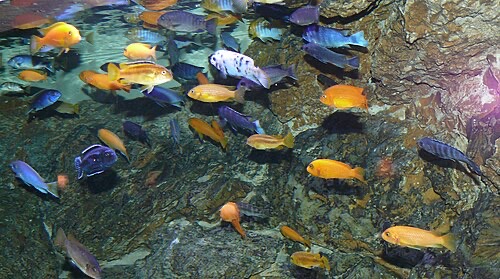 A tank of mixed mbuna. These algae-grazers need a high-fibre, plant-based diet to avoid bloat.