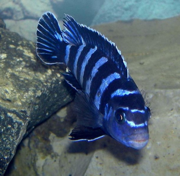 The kind of fish affected: Pseudotropheus demasoni, a small mbuna.