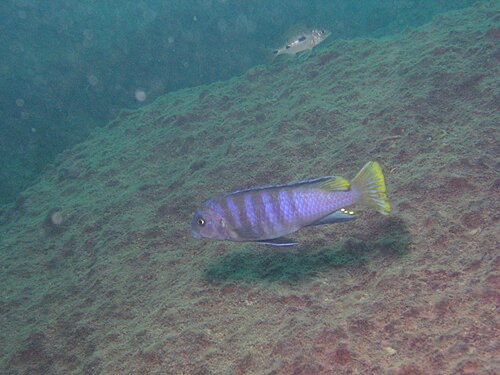 Wild mbuna grazing algae off rocks in Lake Malawi: their natural, low-protein diet.