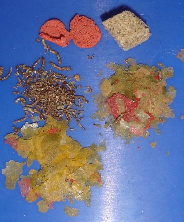 Mixed dried foods. Feed small amounts, and less if food is left over.
