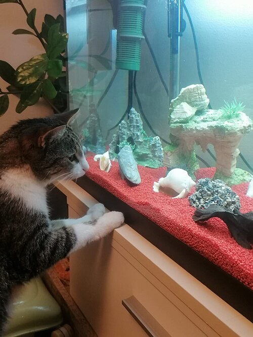 A cat on the tank stand, eyeing the fish. Secure lids and keep stands out of pets' reach.