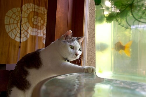 A cat watching a goldfish. Even if it can't reach, constant stalking stresses fish.