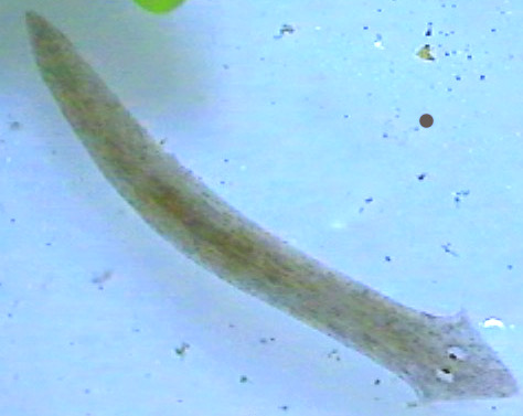 Planarian close-up: note the triangular head with 'cross-eyed' eye spots.