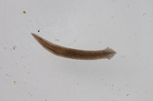 A brown flatworm gliding along a surface, the way planaria crawl up aquarium glass.