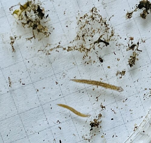 Two planaria among debris: they come out in numbers when a tank is overfed.