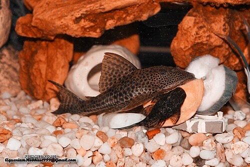 A common pleco and a bristlenose eating a piece of raw sweet potato.