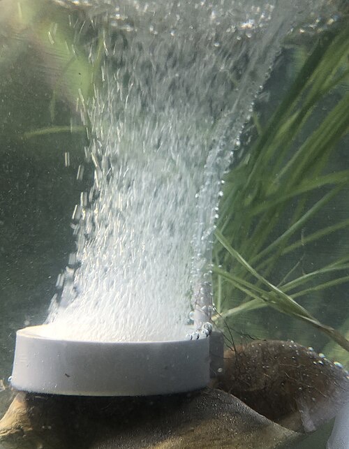 Bubbles from an airstone stir the surface so oxygen can get into the water.