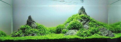 A rock-heavy aquascape. Before adding rocks, test with a few drops of vinegar: fizzing means lime.