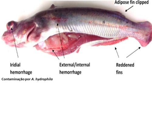 Catfish with Aeromonas hydrophila septicemia: bleeding in the eye, belly and reddened fins (labelled).