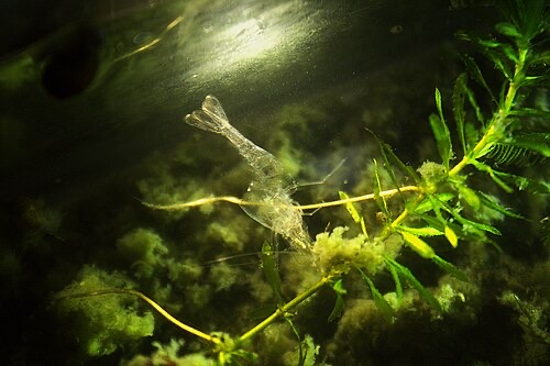 An empty shrimp molt: a clear, shrimp-shaped shell left behind. Normal; it is not a dead shrimp.