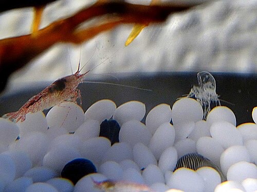 A shrimp next to its freshly shed exoskeleton (the silvery shell on the right).