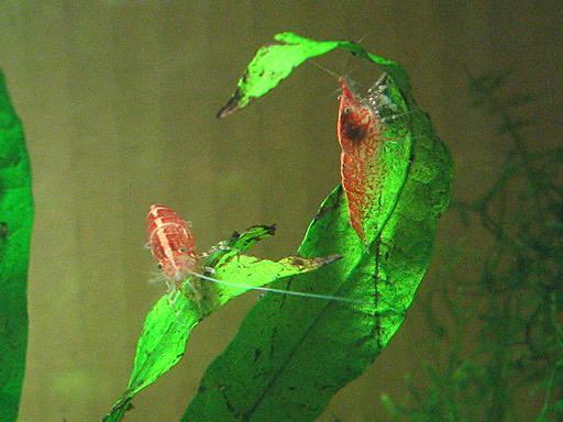 Two red cherry shrimp on a Java fern leaf in a home aquarium.