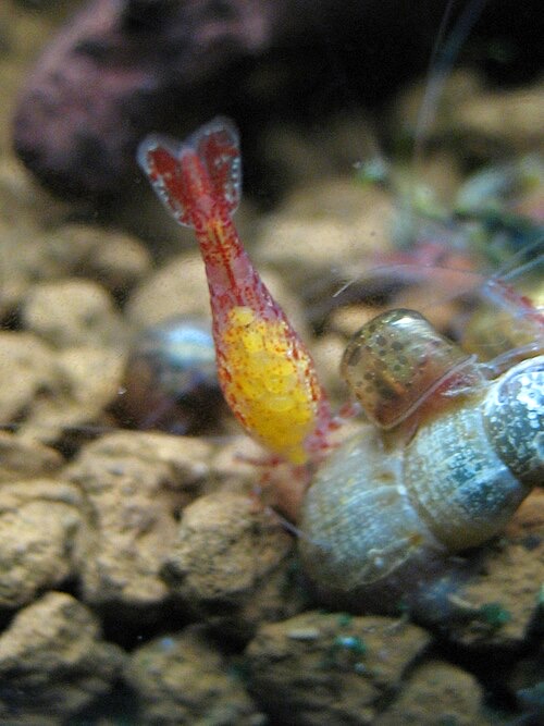 Female cherry shrimp carrying eggs under her tail: a sign the tank suits them.