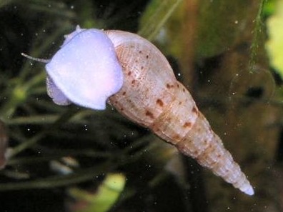 Malaysian trumpet snail: long cone-shaped shell; burrows in the sand and multiplies quietly.